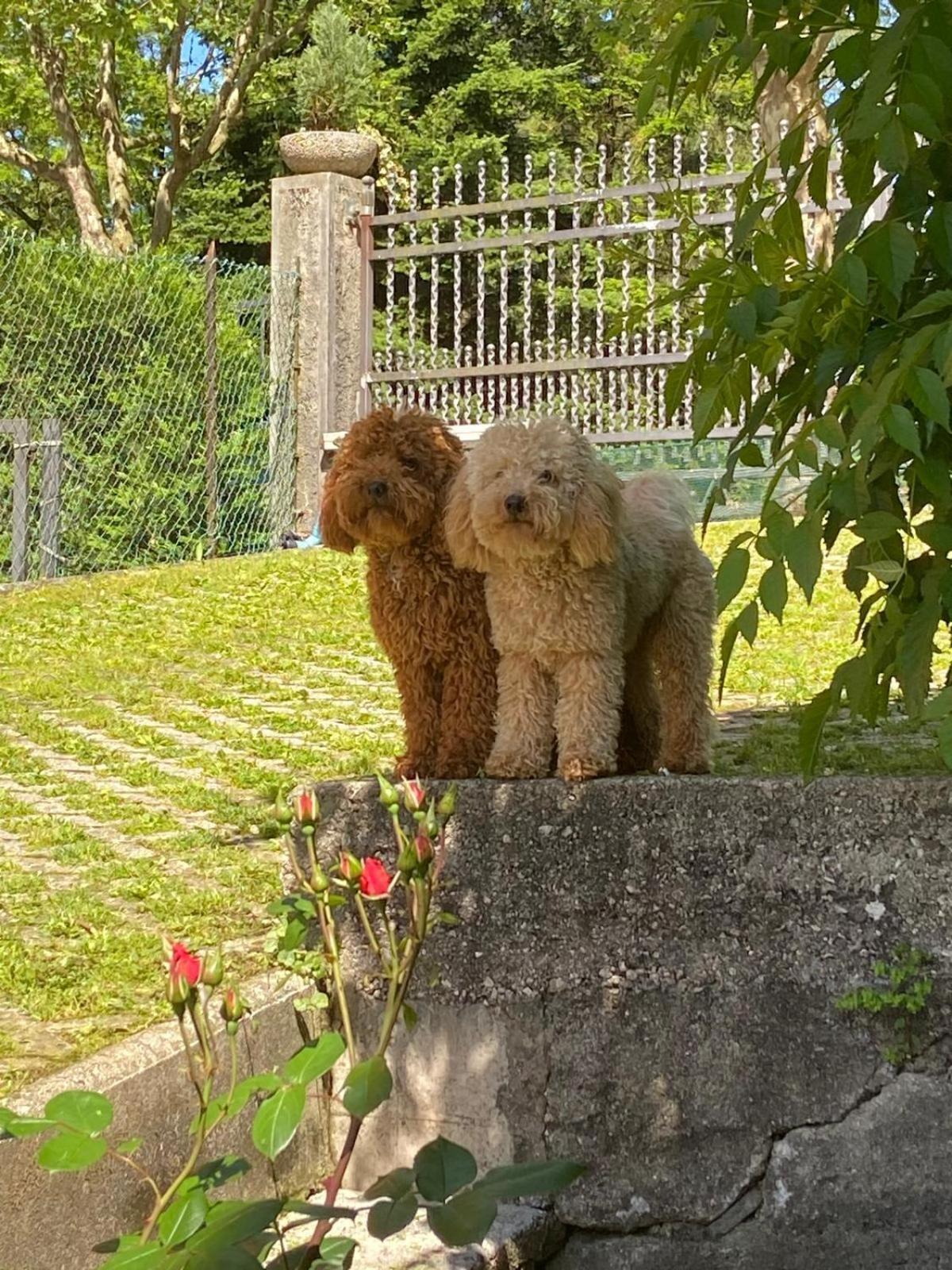 Apartmán Casa Bosco Levico Terme Exteriér fotografie